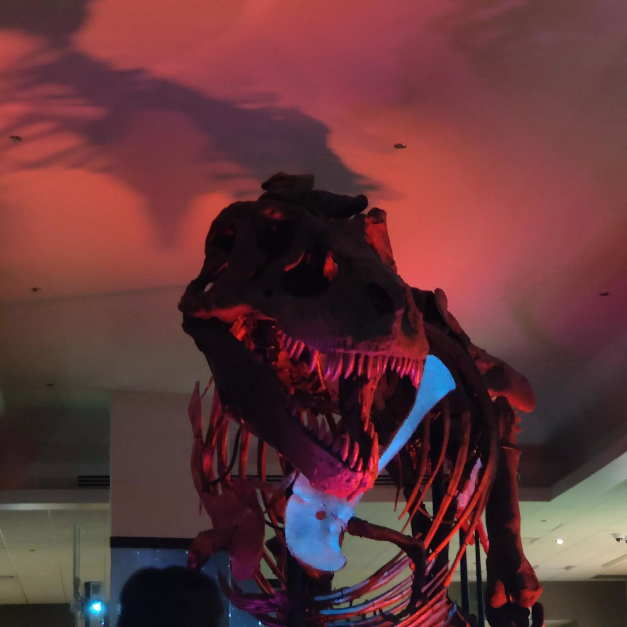 Sue the T-Rex